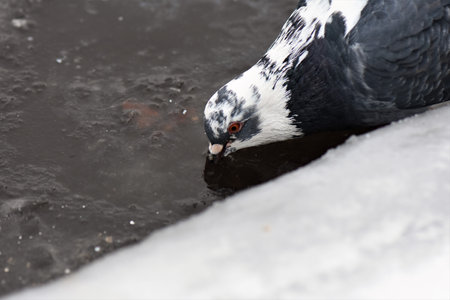 pigeon in winter on the snow, closeup of photoの写真素材
