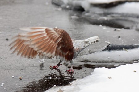 Pigeon on the frozen river in winter, closeup of photoの写真素材