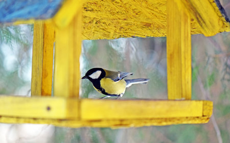 Great tit (Parus major) in a bird feederの写真素材