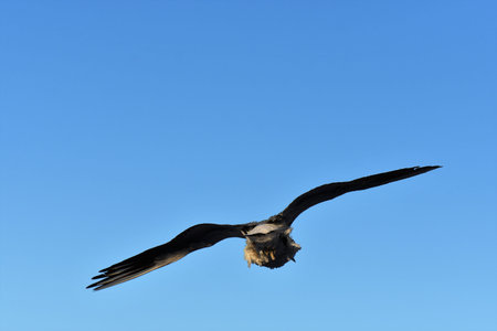 Seagull flying in the blue sky, closeup of photo