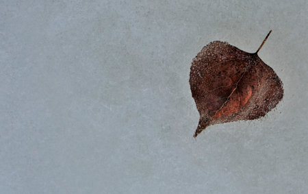 Autumn leaf frozen in ice on a gray background with copy space