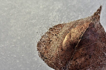 Leaf frozen in ice on a frosty day. Selective focus.の写真素材