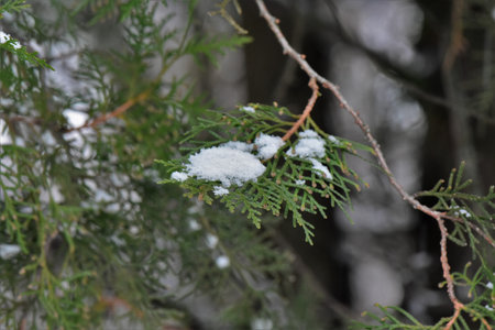 Snow on the cypress branches in the forest