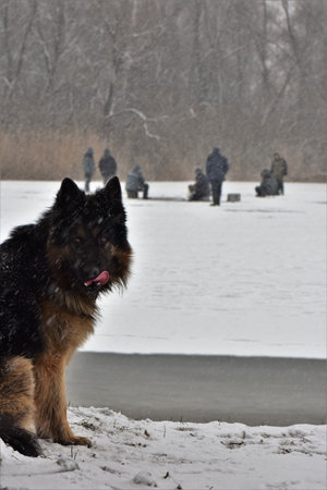 German shepherd dog on the bank of a frozen lake in winter.