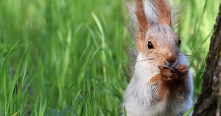 Squirrel with nut in the green grass. Close-up.