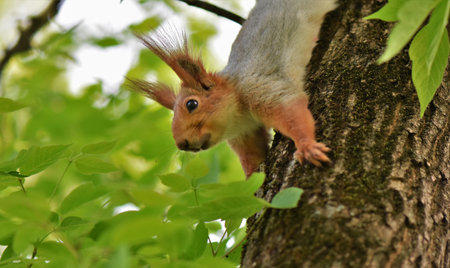Squirrel on the tree in the forest. Eurasian red squirrel, Sciurus vulgarisの写真素材