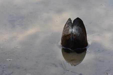 Close up of a mussel in a puddle with water reflection