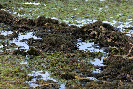 Wetland after the rain, closeup of a wetland