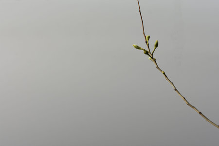 Willow branch on a gray background. The first spring buds.