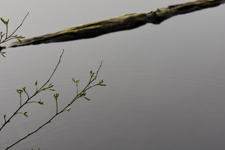 A closeup shot of a tree branch on the surface of a lake