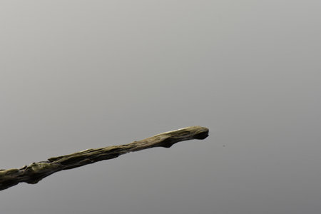 A piece of driftwood in foggy lake on a grey background, close-upの写真素材