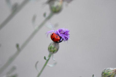 ladybug on a purple cornflower in the garden. macroの写真素材