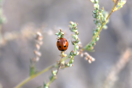 ladybug on a grass in nature. macro close-upの写真素材