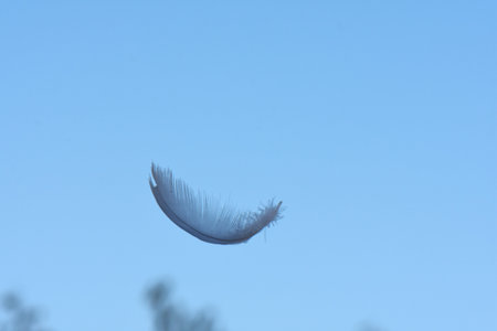 feather on blue sky background, soft focus, closeup of photoの写真素材