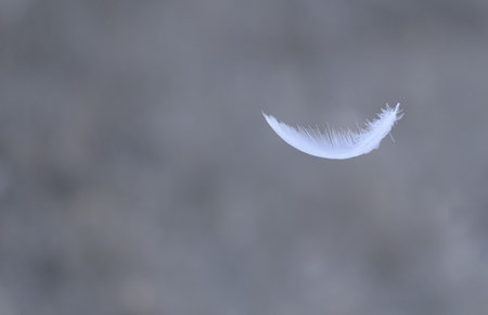 Feather of a bird on a gray background. Soft focus.の写真素材
