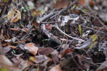 Mushroom under dry leaves on the ground in the forest, close-upの写真素材