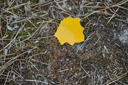 yellow autumn leaf on the ground in the forest, close-up