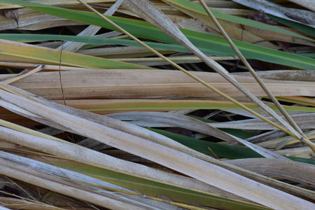 Close up view of dry reed grass on the ground. Nature backgroundの写真素材