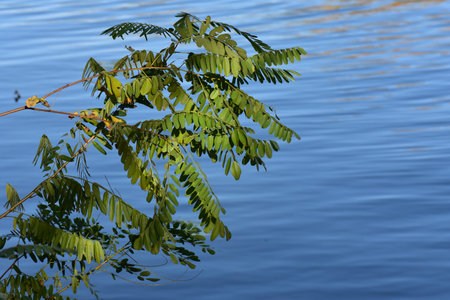 Green leaves on the branches of an Acacia tree on the background of the waterの写真素材