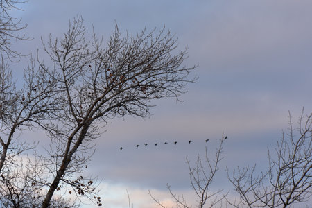 Flock of birds flying over a bare tree in the winter.の写真素材