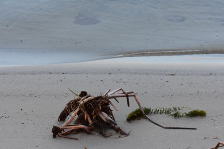 Dry seaweed on the beach at low tide in the Netherlandsの写真素材