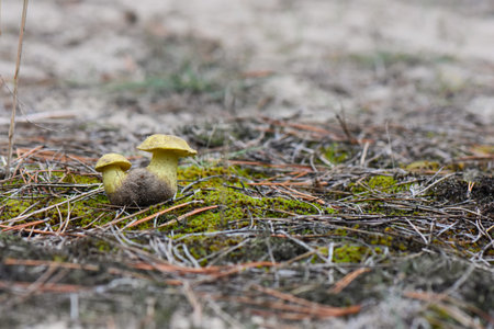 yellow cap boletus growing on the ground in the autumn forest