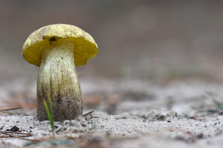Boletus edulis mushroom in the forest, closeupの写真素材