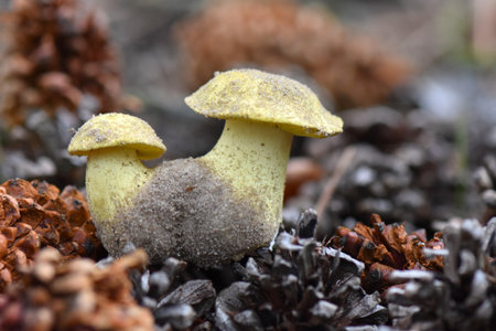 Edible yellow mushroom family on pine cones background in the forest, close-up