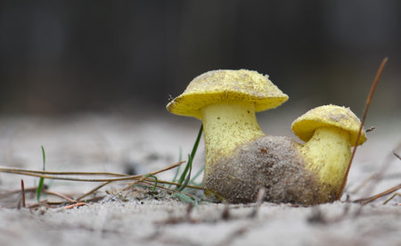 Two yellow boletus mushrooms growing on the groundの写真素材