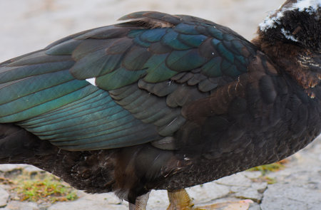 Muscovy duck wing on the streetの写真素材