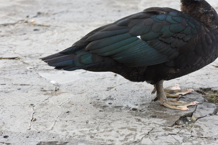 Black duck walking on the street, close-up of the headの写真素材