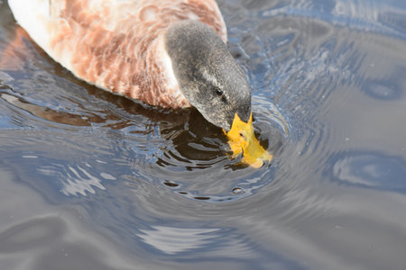 duck on the lake with ducklings in its beak and foodの写真素材