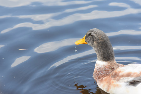 duck swimming in the lake, closeup of head and neckの写真素材