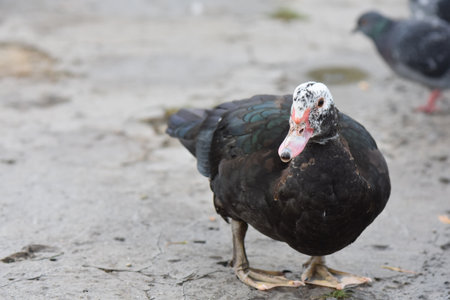 Muscovy duck standing on the ground and looking at the cameraの写真素材