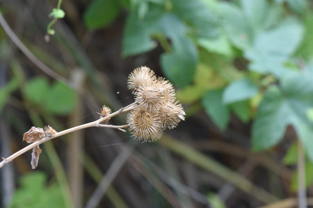Dry thistle on a branch with green leaves in the backgroundの写真素材