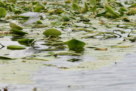 gulls on the water lily pad in the lake.