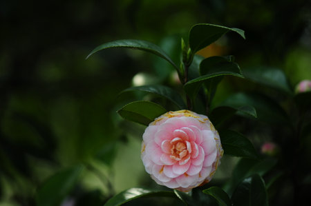 Pink camellia flower with green leaves in the background, Shanghai Central park, Chinaの写真素材