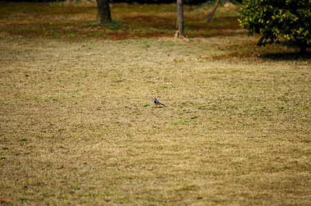 Little  bird on the dry grass in the park. Selective focus and small depth of fieldの写真素材