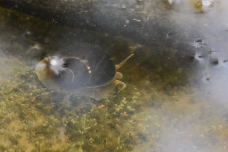 A closeup of a turtle swimming in a pond with a blurred backgroundの写真素材