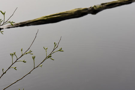 A branch on the surface of the water in the early spring.