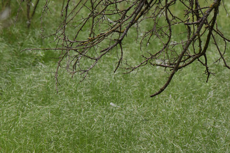 Green grass and tree branches in a meadow in springtime.の写真素材