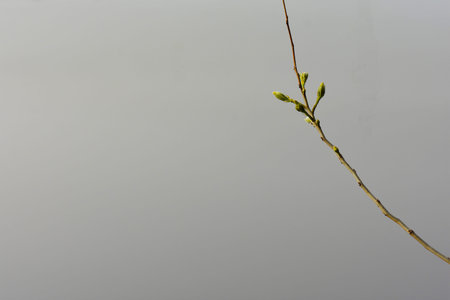 Branch of a tree with buds on a gray background