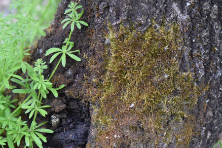 Moss on the bark of an old tree, close-upの写真素材