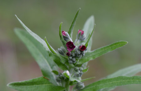 Flowers of a wild meadow plant (Prunus spinosa)の写真素材