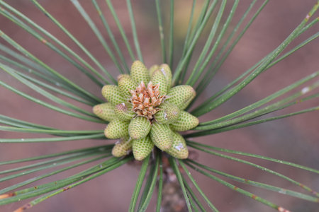 Close up of young pine tree (Pinus mugoides)