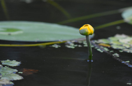 Yellow water lily in a pond with leaves in the backgroundの写真素材