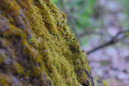 Moss on the rock in the forest. Selective focus.の写真素材
