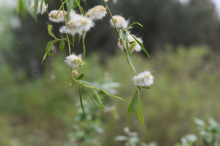 Willow branch with white fluffy flowers and green leaves on blurred backgroundの写真素材