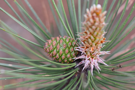 Pine branch with cones, close-up, macro, selective focusの写真素材