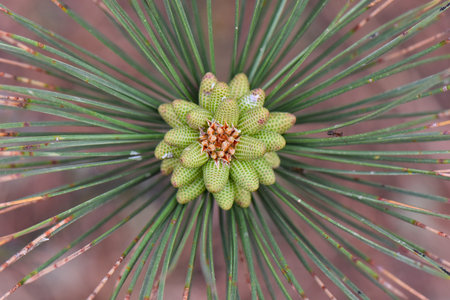 Close up of a green pine cone on a coniferous tree